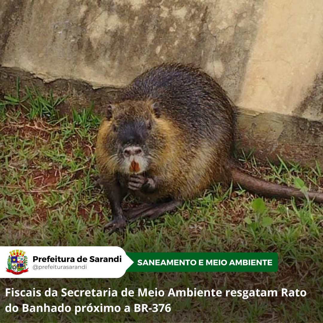 Fiscais da Secretaria de Meio Ambiente resgatam Rato do Banhado próximo a BR-376